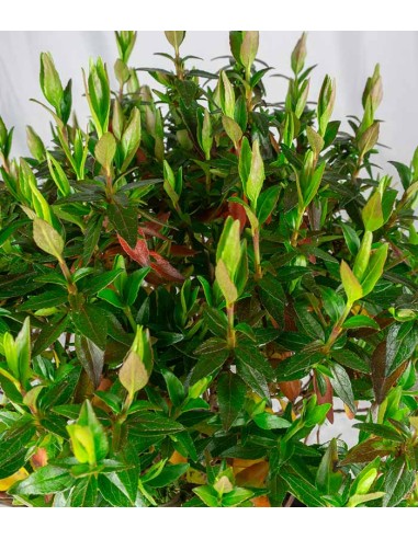 Abelia Grandiflora – Arbusto Compatto...