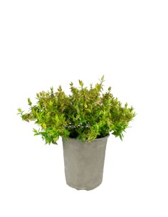 Abelia Grandiflora Aureo...