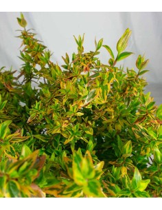 Abelia Grandiflora Aureo... 2