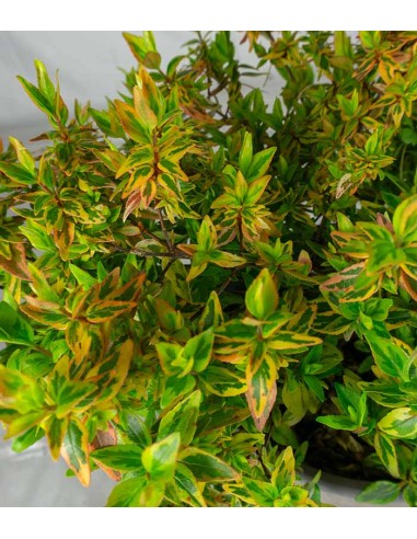 Abelia Grandiflora Aureo Variegata –...