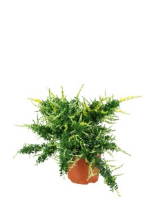 Ginestra – Arbusto...