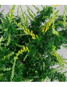 Ginestra – Arbusto... 2