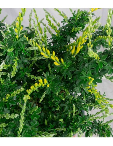 Ginestra – Arbusto Ornamentale con...