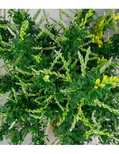 Ginestra – Arbusto Ornamentale con...