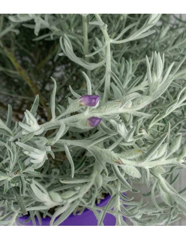 Eremophila Nivea – Pianta Argentata H...