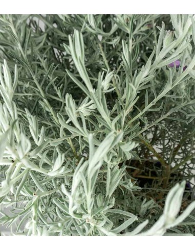Eremophila Nivea – Pianta Argentata H...