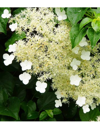 Ortensia Rampicante – Hydrangea...