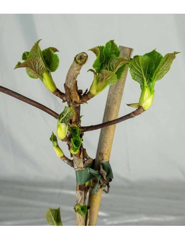 Ortensia Rampicante – Hydrangea...