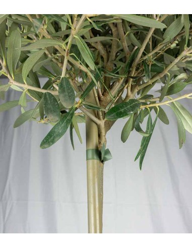 Olivo – Pianta di Ulivo H 90 cm, Vaso...