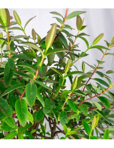 Hypericum Henryi Hidcote – Arbusto...