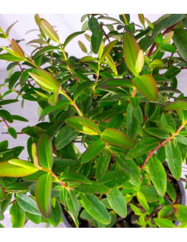 Hypericum Henryi Hidcote – Arbusto...