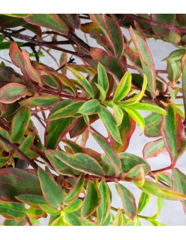 Hypericum Moserianum Tricolor –...