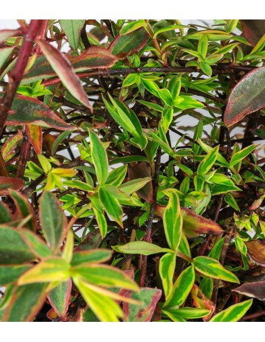 Hypericum Moserianum Tricolor –...