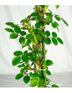 New Dawn Rosa – Fioritura... 2