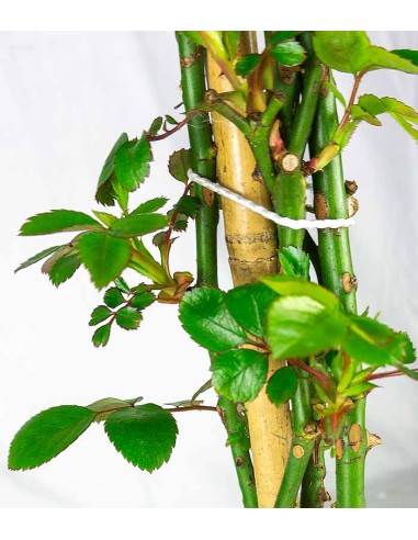 New Dawn Rosa – Fioritura Abbondante...