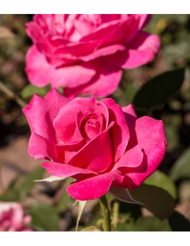 New Dawn Rosa – Fioritura Abbondante...