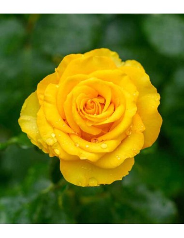 New Dawn Rosa – Fioritura Abbondante...