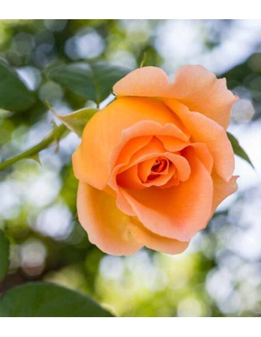 New Dawn Rosa – Fioritura Abbondante...