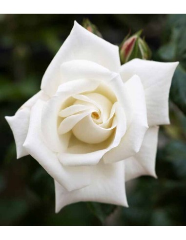 New Dawn Rosa – Fioritura Abbondante...