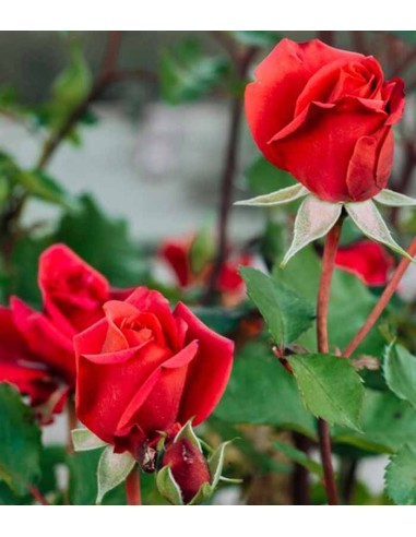 New Dawn Rosa – Fioritura Abbondante...