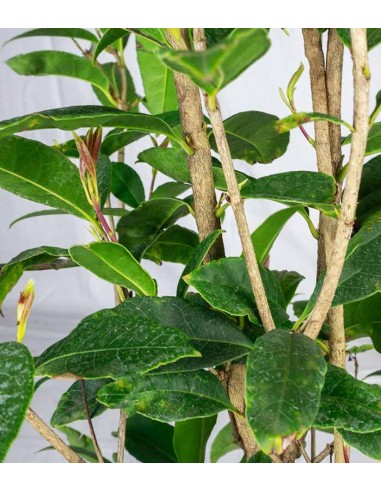 Osmanthus Fragrans Aurantiacus –...