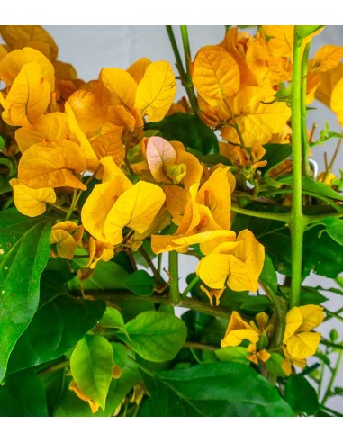 Bouganville Californiana – Spalliera...