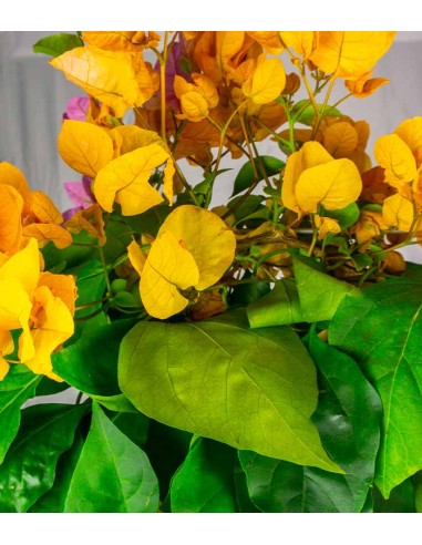 Bouganville Californiana – Spalliera...