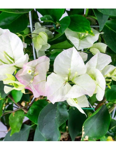 Bouganville Californiana – Spalliera...