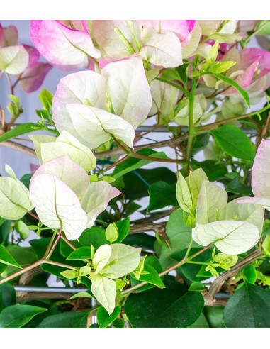 Bouganville Californiana – Spalliera...