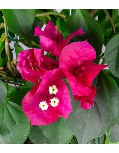 Bouganville Californiana – Spalliera...
