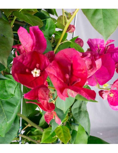 Bouganville Californiana – Spalliera...