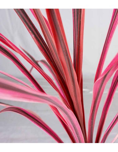 Cordyline – Fogliame Rosso-Bronzo per...