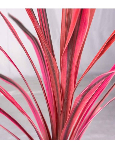 Cordyline – Fogliame Rosso-Bronzo per...