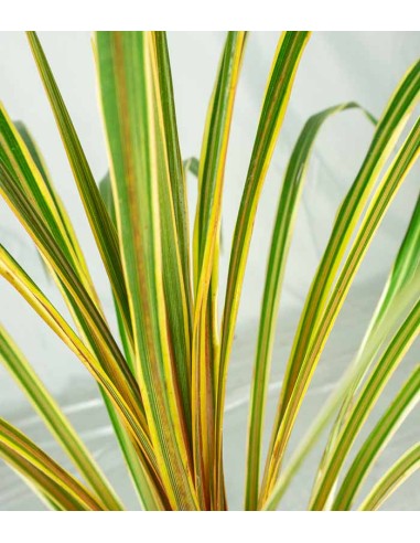 Cordyline Australis – Pianta...