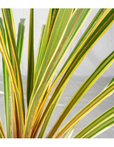 Cordyline Australis – Pianta...