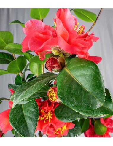 Camelia Japonica – Arbusto Fiorito...