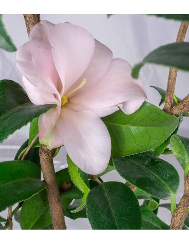 Camelia Japonica – Arbusto Fiorito...