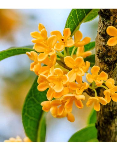 Osmanto Odoroso – Osmanthus Fragrans...