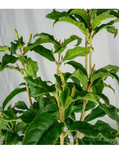 Osmanto Odoroso – Osmanthus Fragrans...