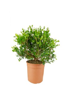 Pianta di Mirto Sempreverde...