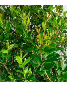 Pianta di Mirto Sempreverde... 2