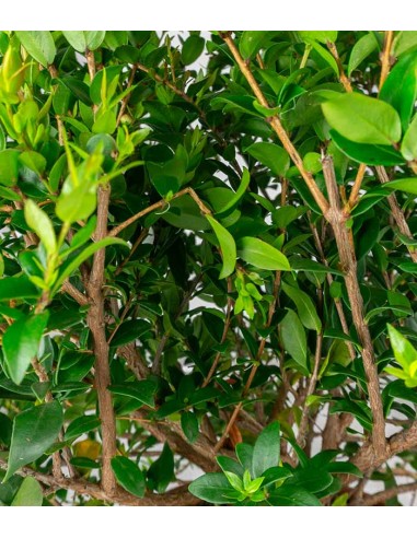 Pianta di Mirto Sempreverde in Vaso...