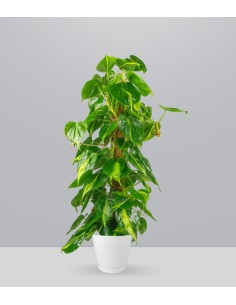 Filodendro Scandens Brazil...