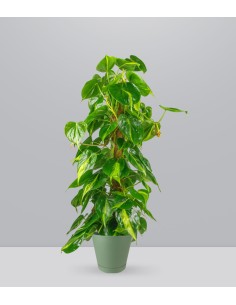 Filodendro Scandens Brazil... 2