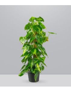 Filodendro Scandens Brazil... 2