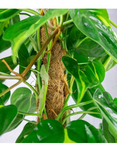 Filodendro Scandens Brazil | 90 cm