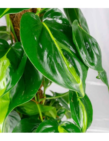 Filodendro Scandens Brazil | 90 cm