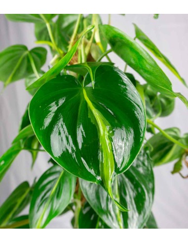 Filodendro Scandens Brazil | 90 cm