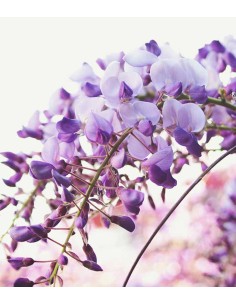 Glicine Wisteria Okayama... 2