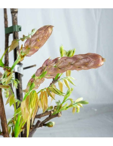 Glicine Okayama Fuji in Vaso Ø22 H70 cm